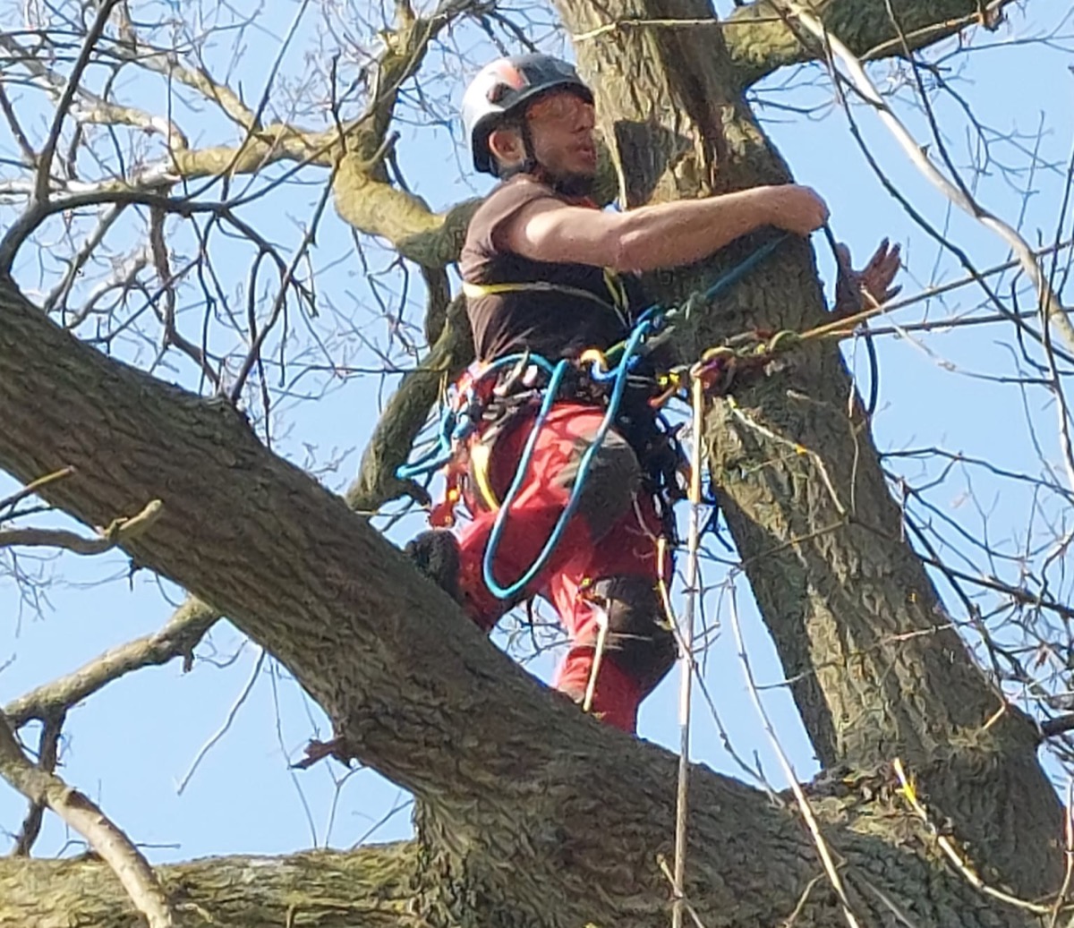 Boomverzorger Jonas Janssens aan het werk in de boomkruin