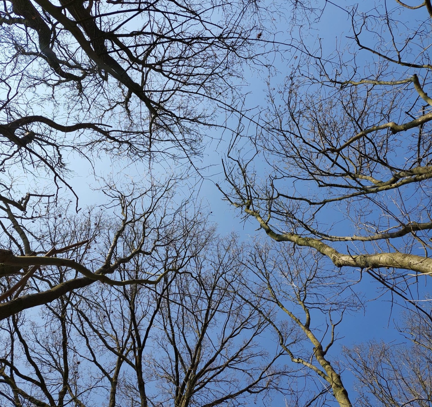Boomkruinen tegen een blauwe lucht, van onderaf gezien