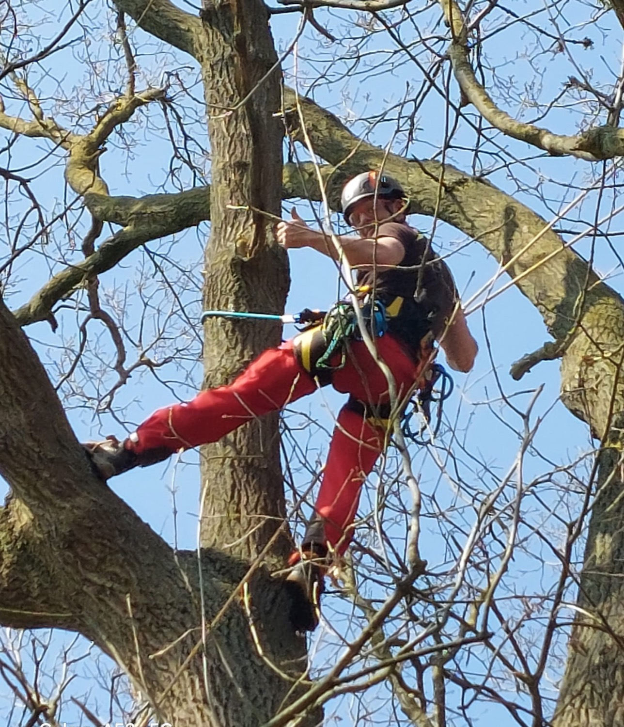Boomverzorger met klimuitrusting hoog in een boom tijdens snoeiwerken